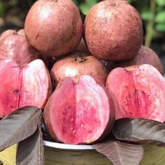 Close-up of a bowl filled with pink guava fruits.