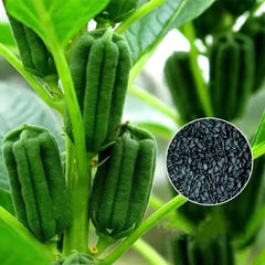 1000 Black Sesame Seeds Sesamum Indicum