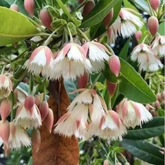 20 Fairy Bells Elaeocarpus Grandiflorus Sm Seeds
