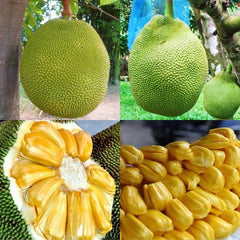 20 Thong Prasert jackfruit Seeds