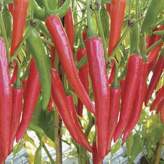 100 Man Jung Thai Chili Pepper Seeds