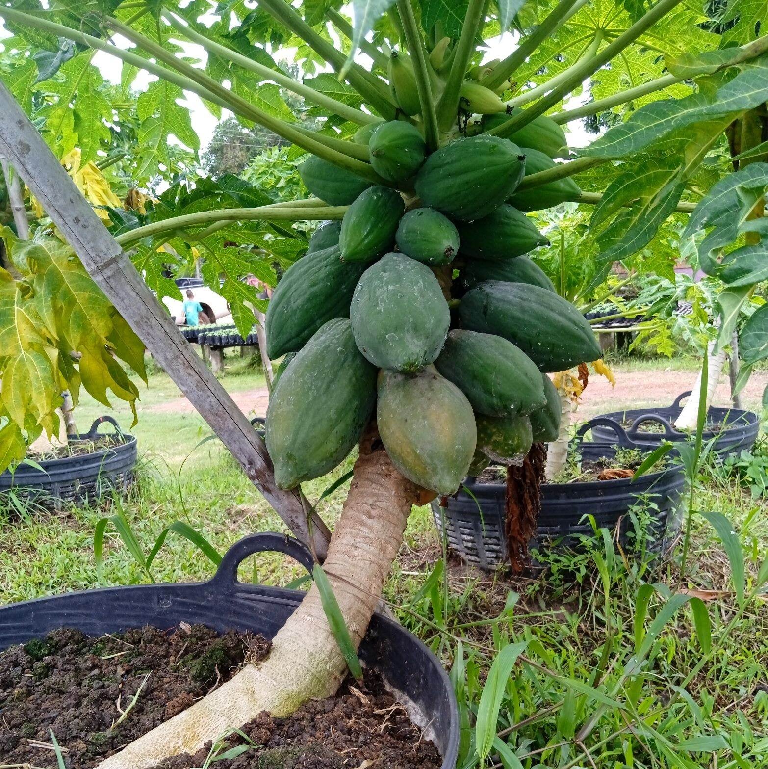 Papaya tree with fruits growing in a garden setting