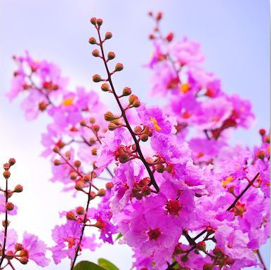 100 Bungor Lagerstroemia floribunda Jack ex Blume Seeds