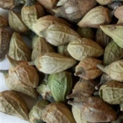 20 Enkleia thorelii Lecomte Nervling Seeds