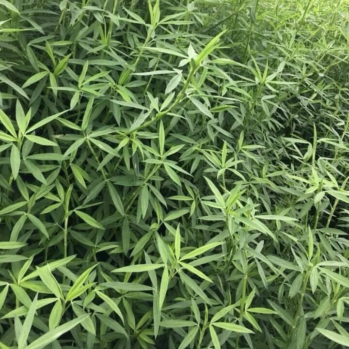 3000 Stylosanthes Hamata Caribbean Stylo Seeds