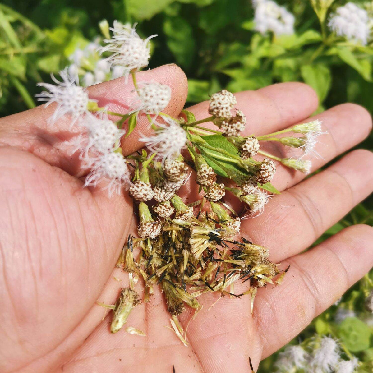 200 Siam Weed Bitter Bush Christmas Bush Devil Weed Camfhur Grass Seeds
