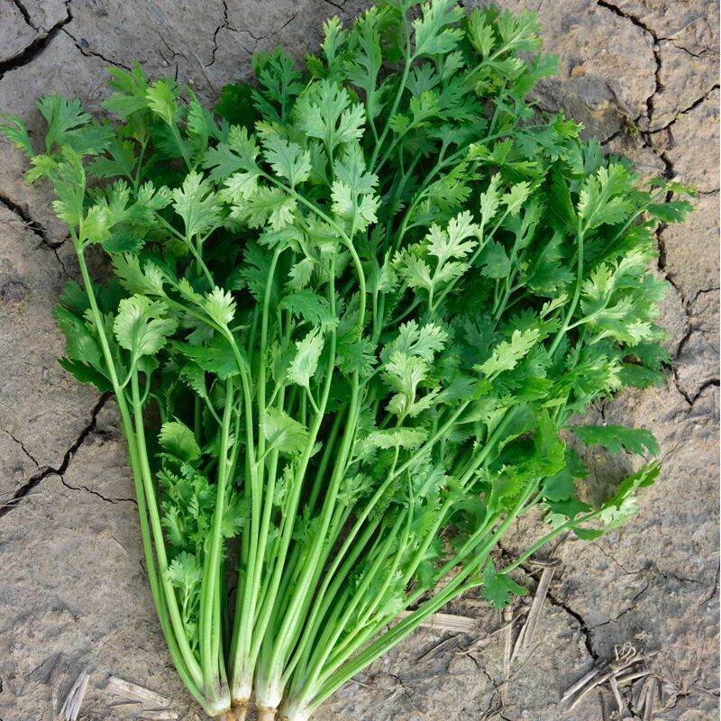 500 Thai Big Leaf Coriander varieties Poonpol Coriander Seeds