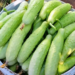 Bucket filled with green cucumbers on a natural background