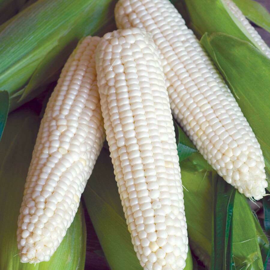 100 Varn Lamai Thai Sweet Corn Seeds