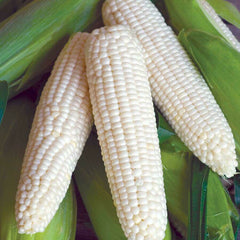 100 Varn Lamai Thai Sweet Corn Seeds