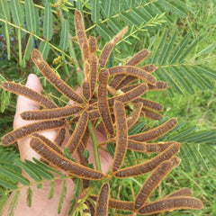 200 Mimosa Pudica Sensitive Plant Seeds