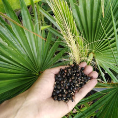 40 Petticoat Palm Washingtonia Robusta Seeds