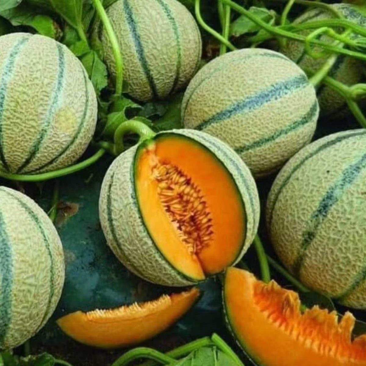 Melons with one sliced open, revealing orange flesh, on a green leafy background.