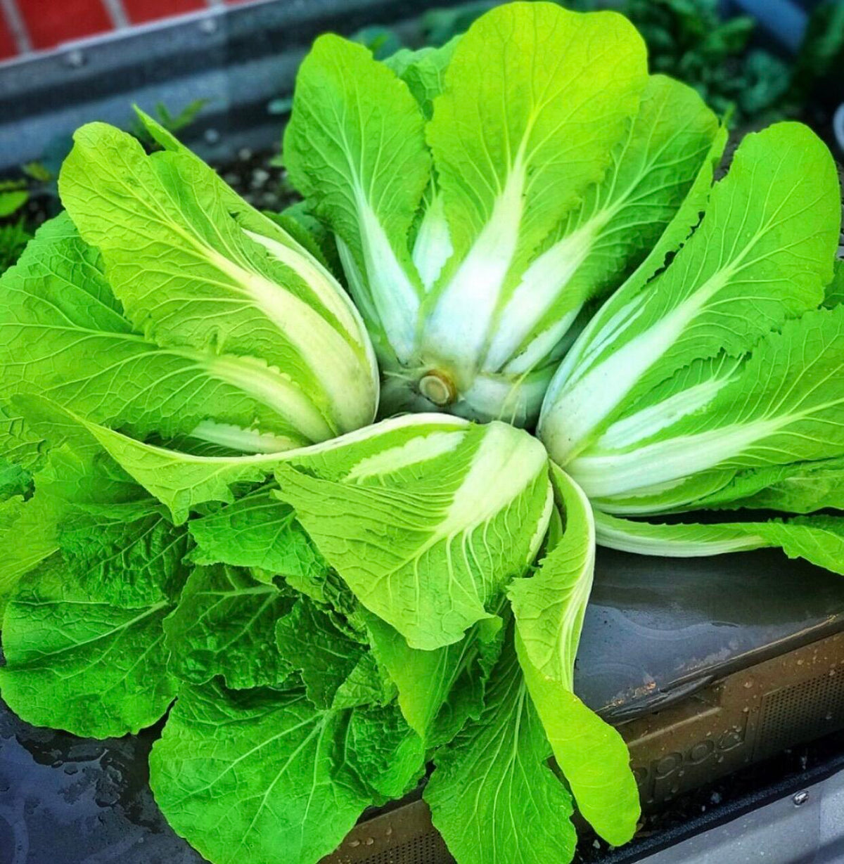 1000 Jumbo Cabbage Vegetable Seeds