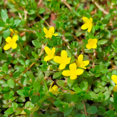 1000 Chicken Weed Portulaca Quadrifida L Seeds