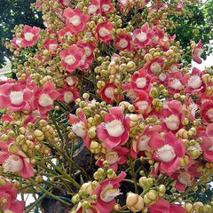 15 Cannonball Tree Couroupita Guianensis Aubl Seeds