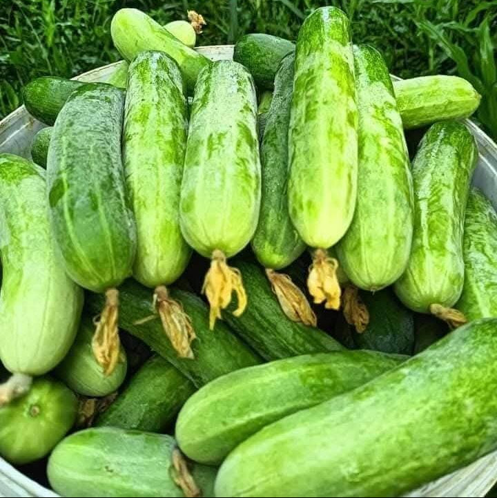 Bowl filled with green cucumbers on a grassy background