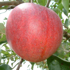 Red apple hanging from a tree with green leaves