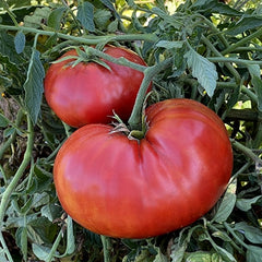 100 Big Beef Tomato Non GMOs Vegetable Heirloom Seeds