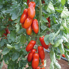 100 Banana Tomato Non GMOs Vegetable Seeds