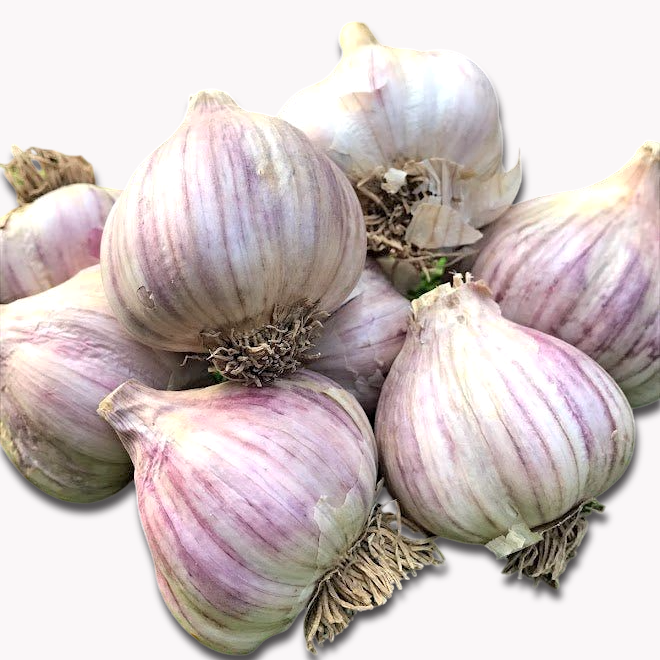 Garlic bulbs on a white background