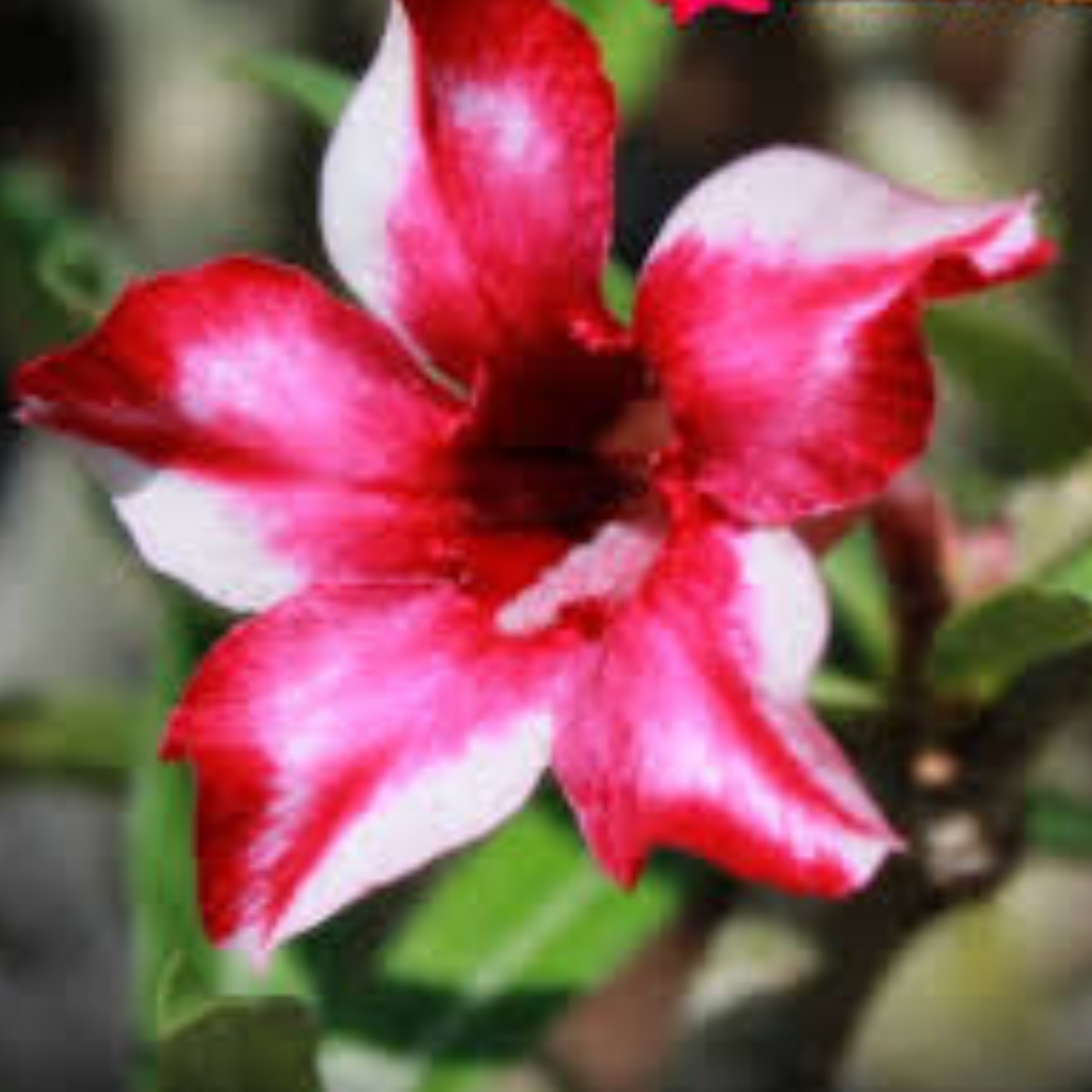 10 Thai Red Adenium Obesum (Desert Rose) Seeds Fresh Flower New Seeds (Original Thai Seeds)