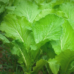 1000 Mustard Indian Sarso Leaf Seeds
