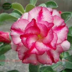 10 Thai Moon Adenium obesum Double layer (Desert Rose) Bonsai Seeds Fresh Flower New Seeds (Original Thai Seeds)