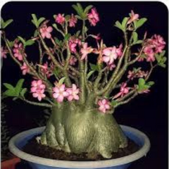 10 Thai Socotranum Aenium Obesum (Desert Rose) Bonsai Seeds Fresh Flower New Seeds (Original Thai Seeds)