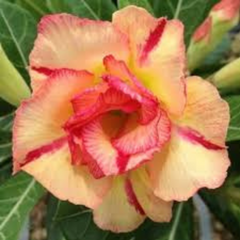 10 Thai Orange Adenium obesum Double layer (Desert Rose) Bonsai Seeds Fresh Flower New Seeds (Original Thai Seeds)