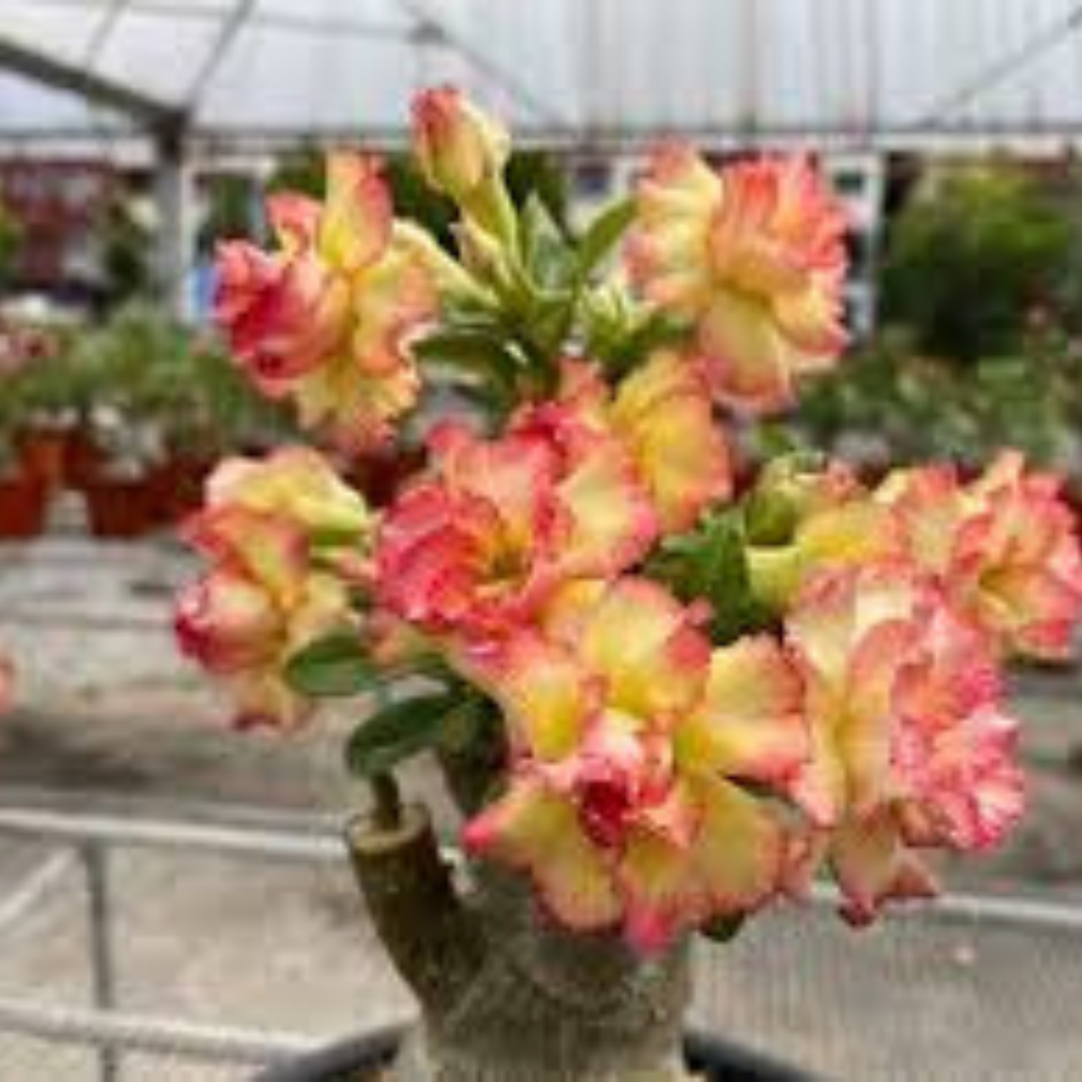 10 Thai Orange 6 Adenium obesum Double layer (Desert Rose) Bonsai Seeds Fresh Flower New Seeds (Original Thai Seeds)