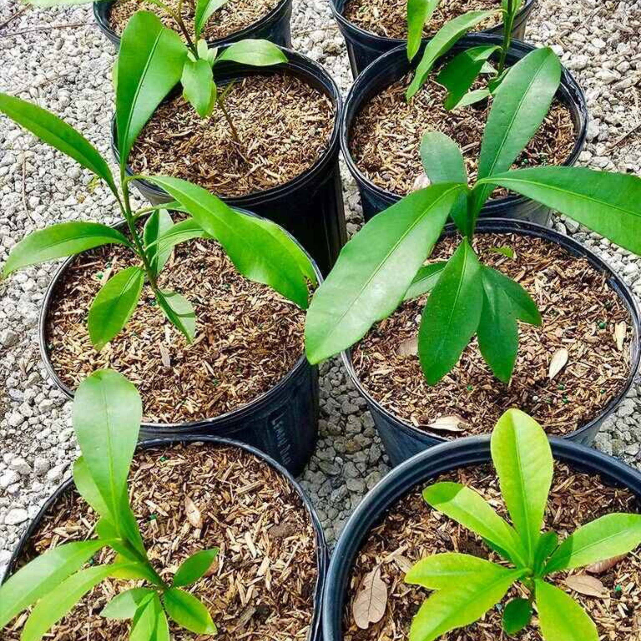 plant mangosteen seed Mangosteen Tree Bonsai Plants Delicious Queen Of Tropical Fruit Planting Potted Home Garden To Seeds – JSPSeeds