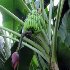 10 Musa balbisiana Wild Thai Banana Seeds