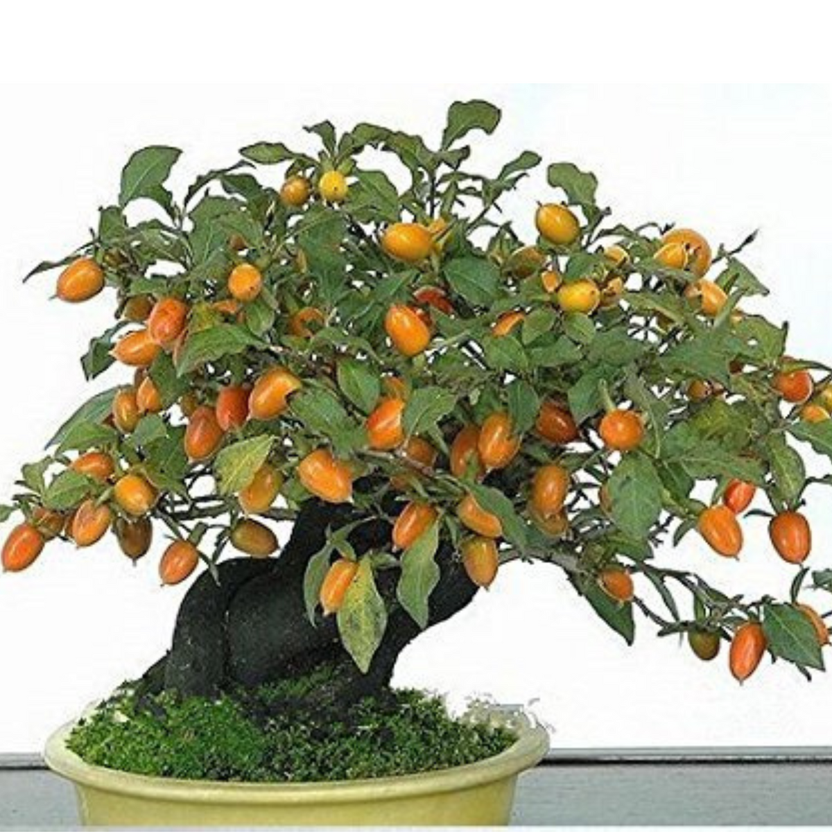 10 Persimmon Plants Diospyros Kaki Exotic Bonsai Beautiful Delicious Fruit Tree Garden Potted Plant Seeds