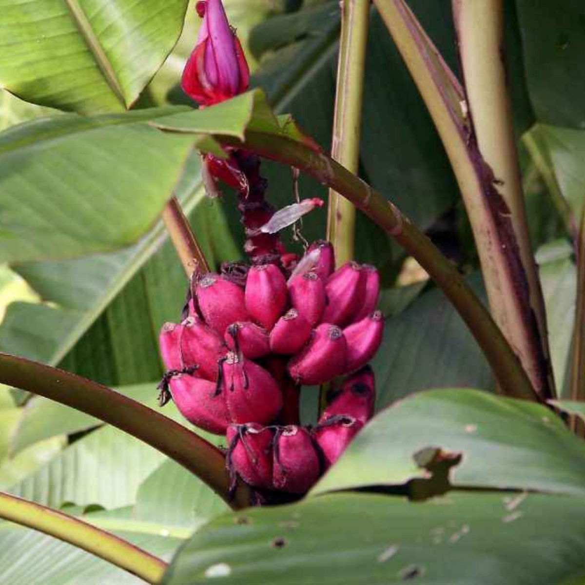 10 Pink Banana Tree HARVEST MUSA VELUTINA Velvet Seeds