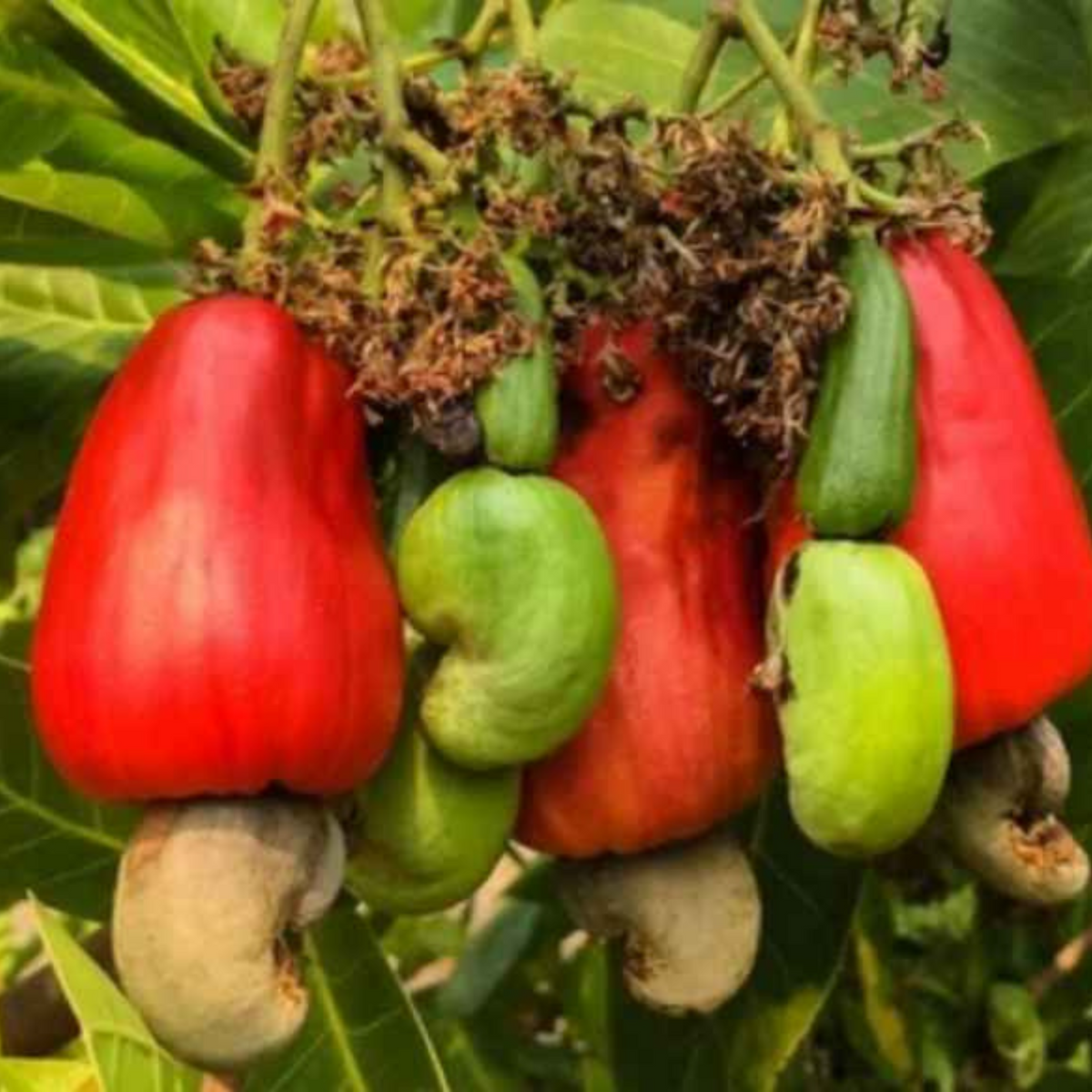 10 Cashew Nut Seeds Anacardium occidentale germinated Seeds (Asia Fruit)