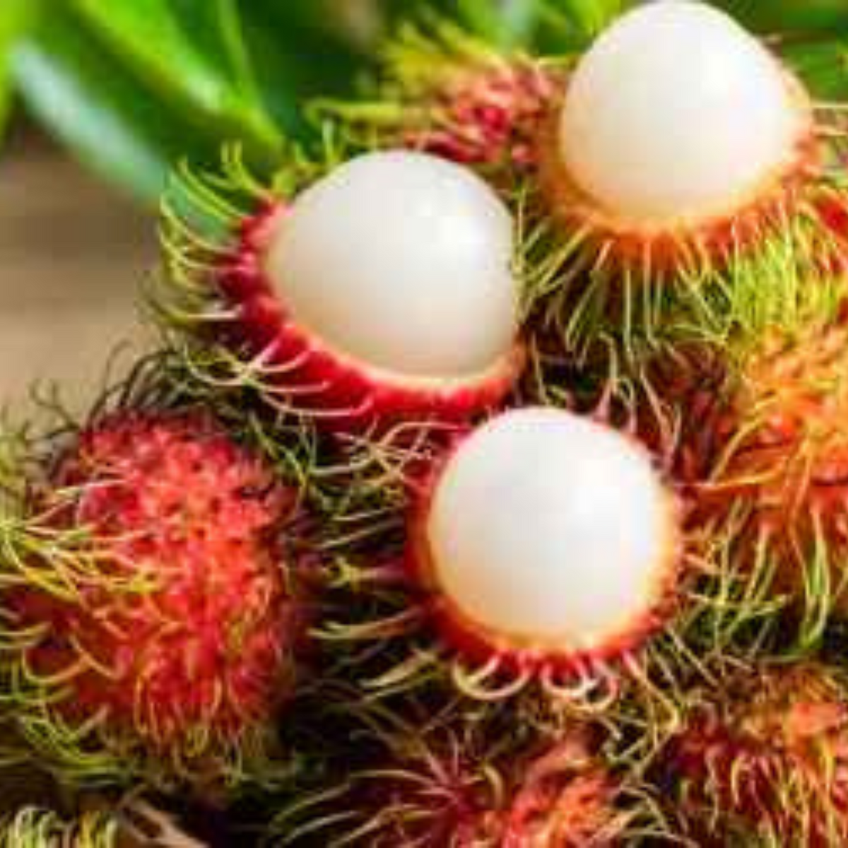 10 Rambutan Seeds (Asia Fruit)