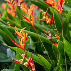 10 Red Yellow Bird of Paradise Flower Seeds. Strelitzia reginae, crane flower, ornamental plant Seeds (Asia Flower)