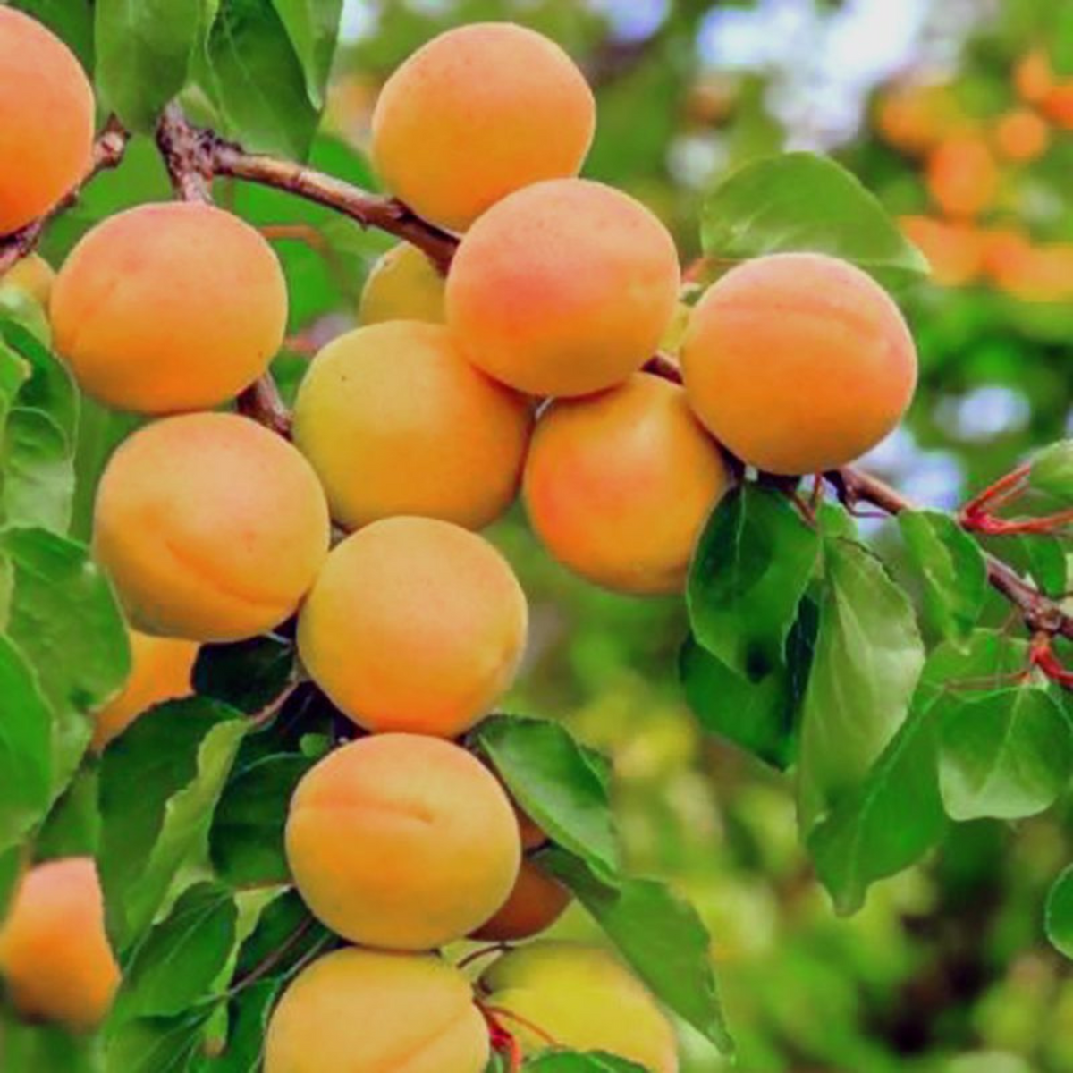 10 Siberian Apricot Prunus Armeniaca Seeds