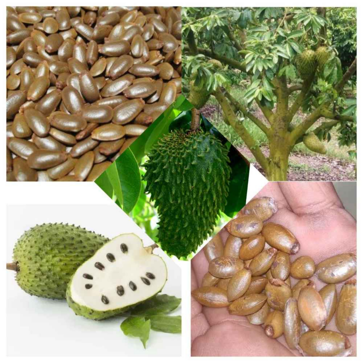 10 SOURSOP Graviola Guanabana Annona muricata Seeds