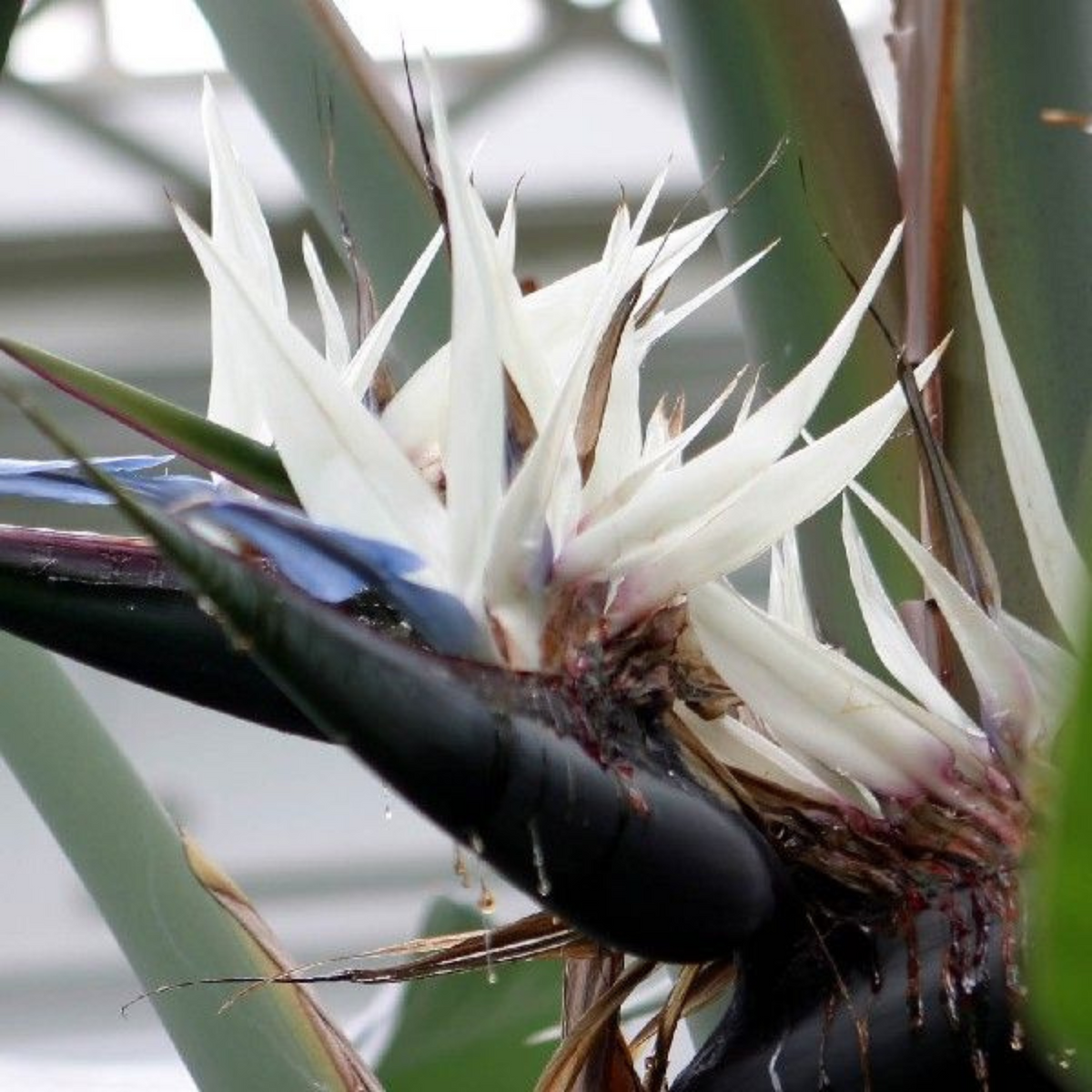 10 Strelitzia nicolai Bird of Paradise Flower Seeds. Strelitzia reginae, crane flower, ornamental plant Seeds (Asia Flower)