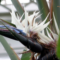 10 White Bird of Paradise Flower Seeds. Strelitzia reginae, crane flower, ornamental plant Seeds (Asia Flower)