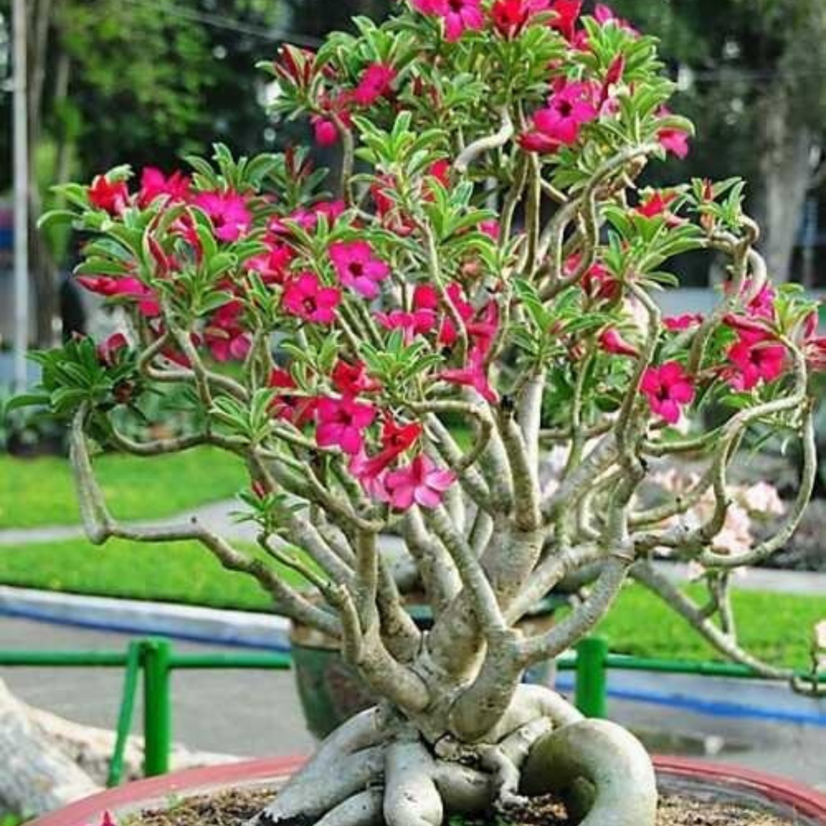 10 Thai  Adenium Obesum Yak Saudi 1(Desert Rose) Bonsai Seeds Fresh Flower New Seeds (Original Thai Seeds)