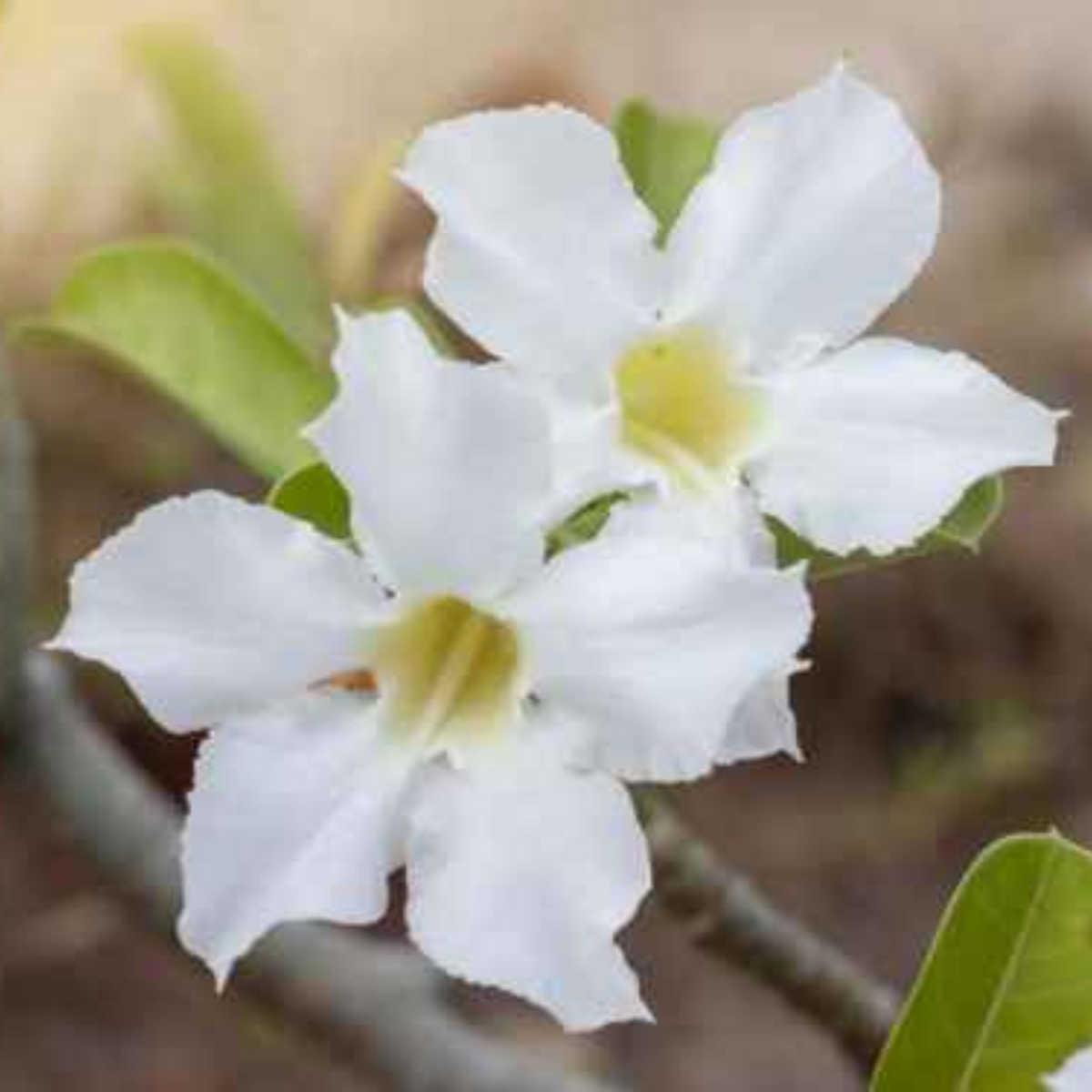 10 Thai Angel White Adenium obesum Double layer (Desert Rose) Bonsai Seeds Fresh Flower New Seeds (Original Thai Seeds)