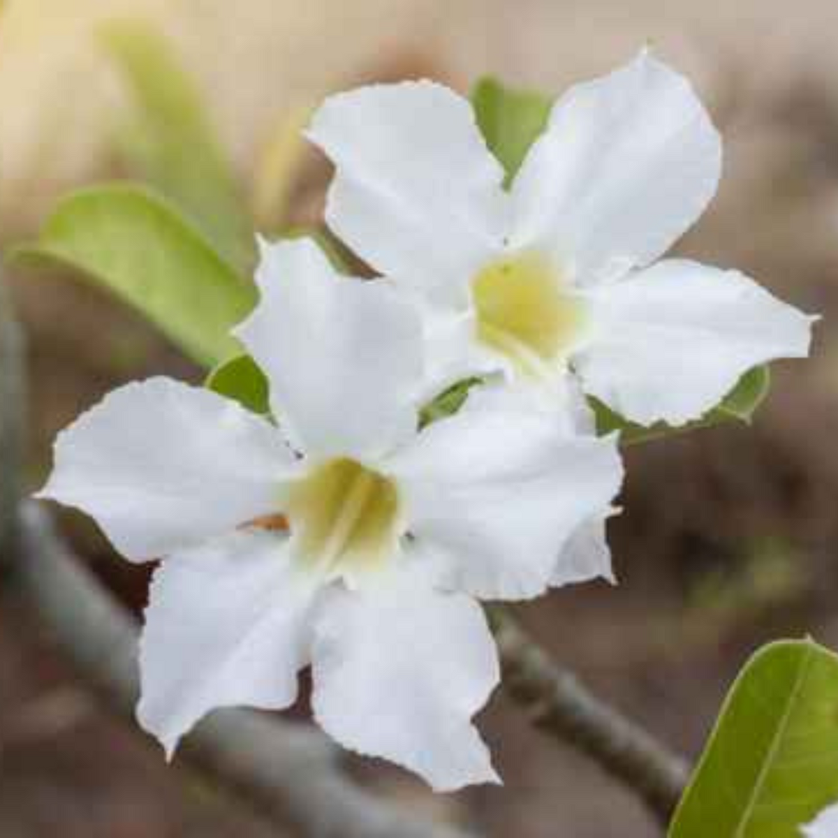 10 Thai White Adenium Obesum (Desert Rose) Seeds Fresh Flower New Seeds (Original Thai Seeds)