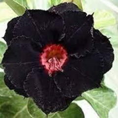 10 Thai Black Adenium Obesum (Desert Rose) Seeds Fresh Flower New Seeds (Original Thai Seeds)