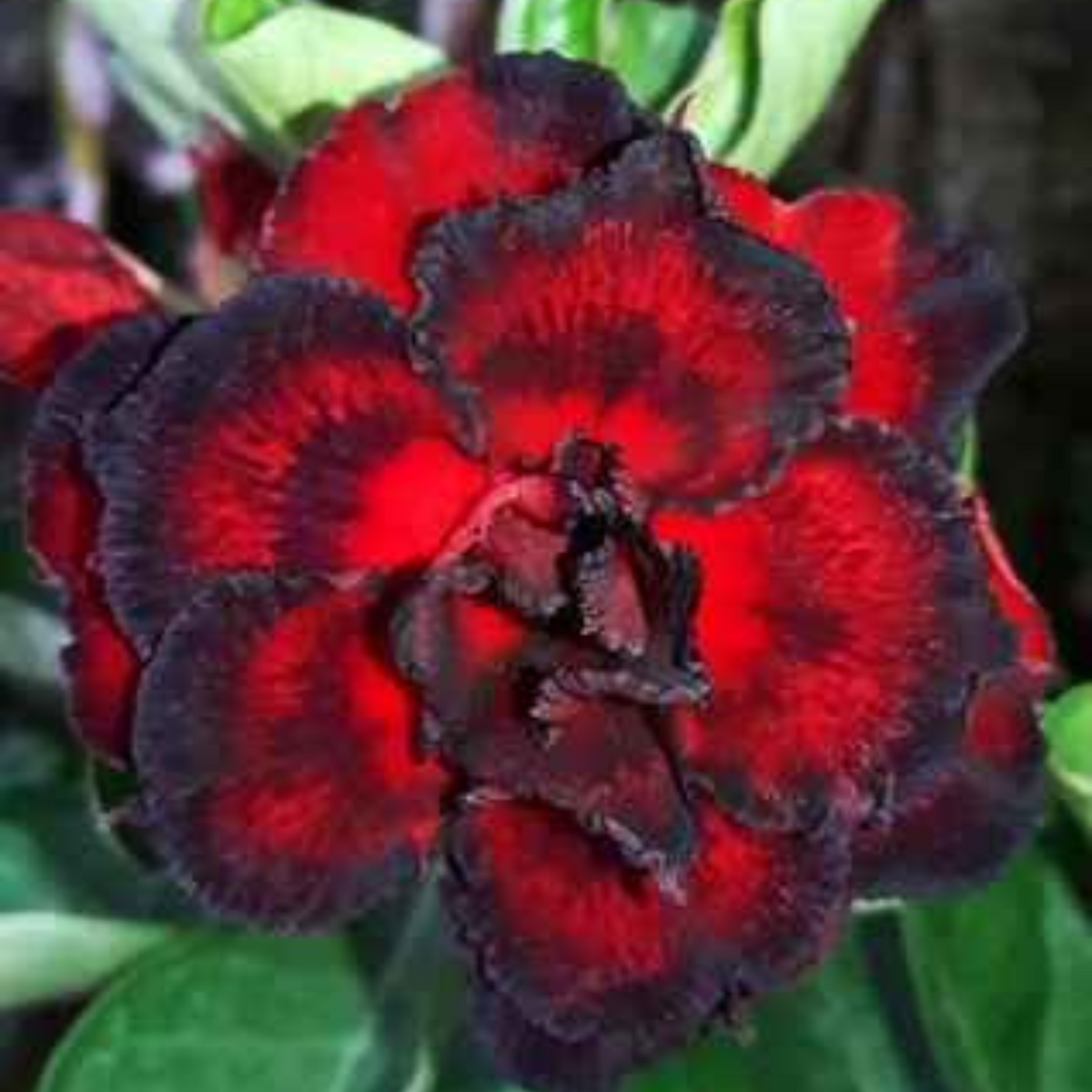 10 Thai Dark Red Adenium Obesum (Desert Rose) Seeds Fresh Flower New Seeds (Original Thai Seeds)