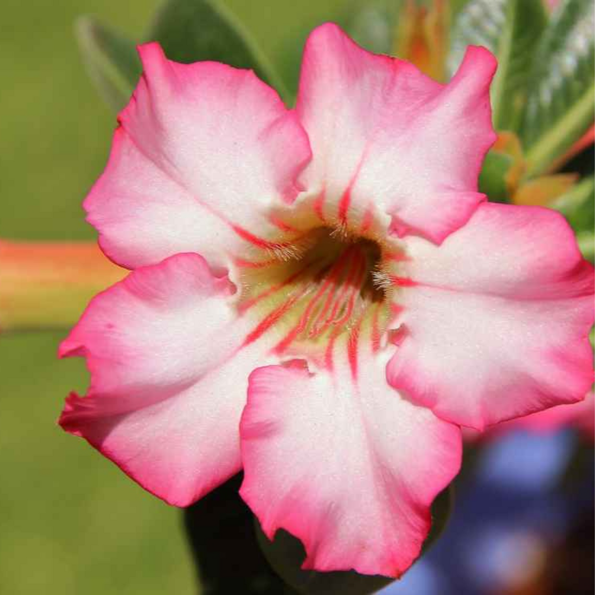 10 Thai Light Pink Adenium Obesum (Desert Rose) Seeds Fresh Flower New Seeds (Original Thai Seeds)