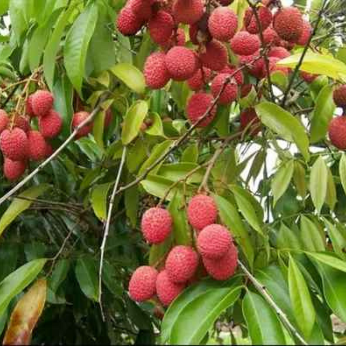 litchi plant seed Thai Lychee seeds Lychee Subtropical Seasonal Fruit