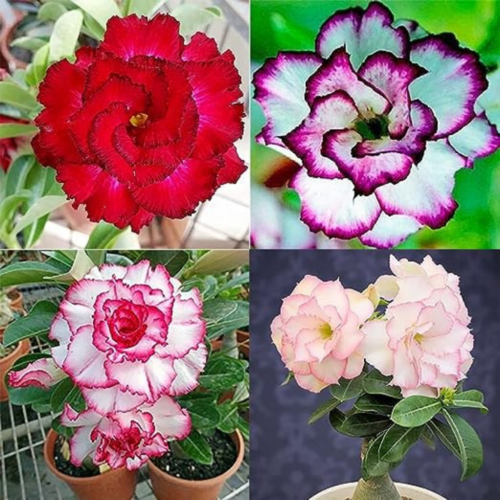 Thai Mixed 10 Adenium obesum Double layer | (Desert Rose) Bonsai Seeds ...
